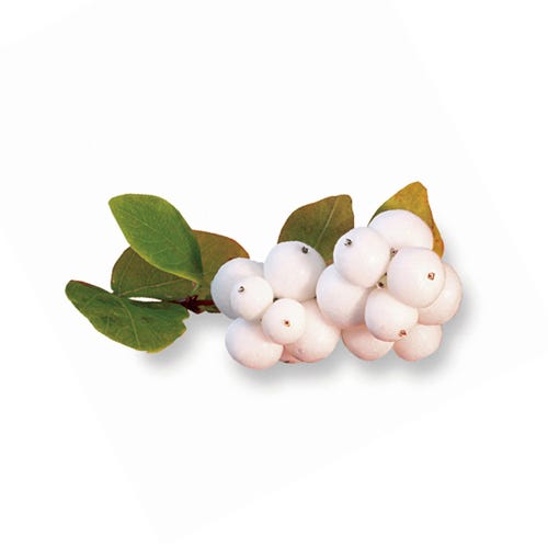 Iced Snowberries